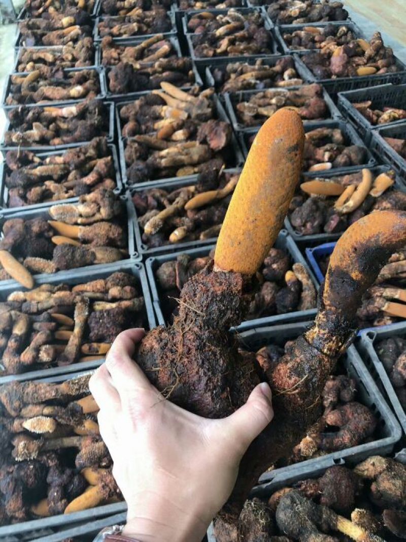 锁阳统货