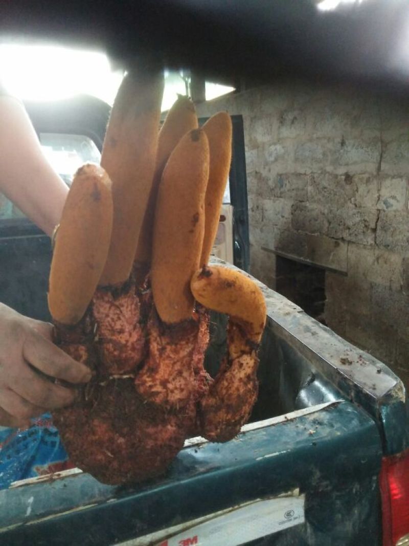 锁阳统货