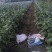 (精品千两二号茄子基地承接全国出口加工茄子种植订单
