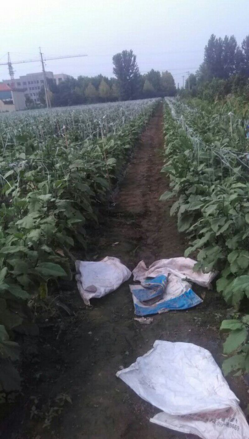 (精品千两二号茄子基地承接全国出口加工茄子种植订单