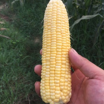 菜用玉米1%