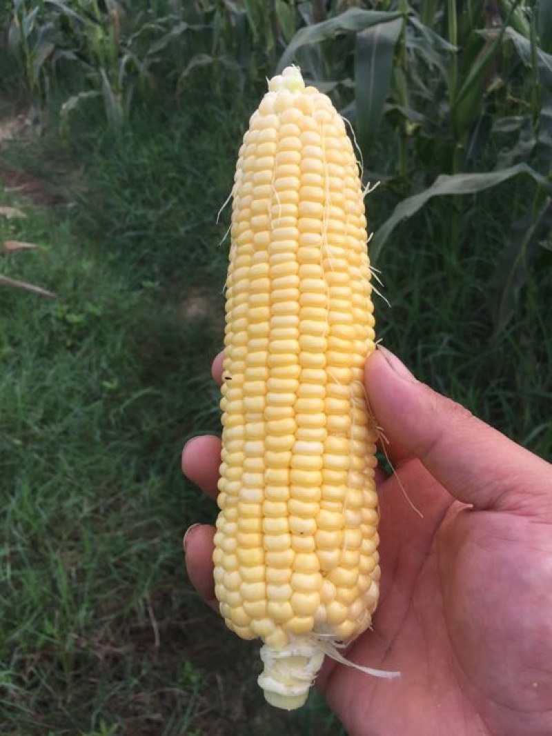 菜用玉米1%