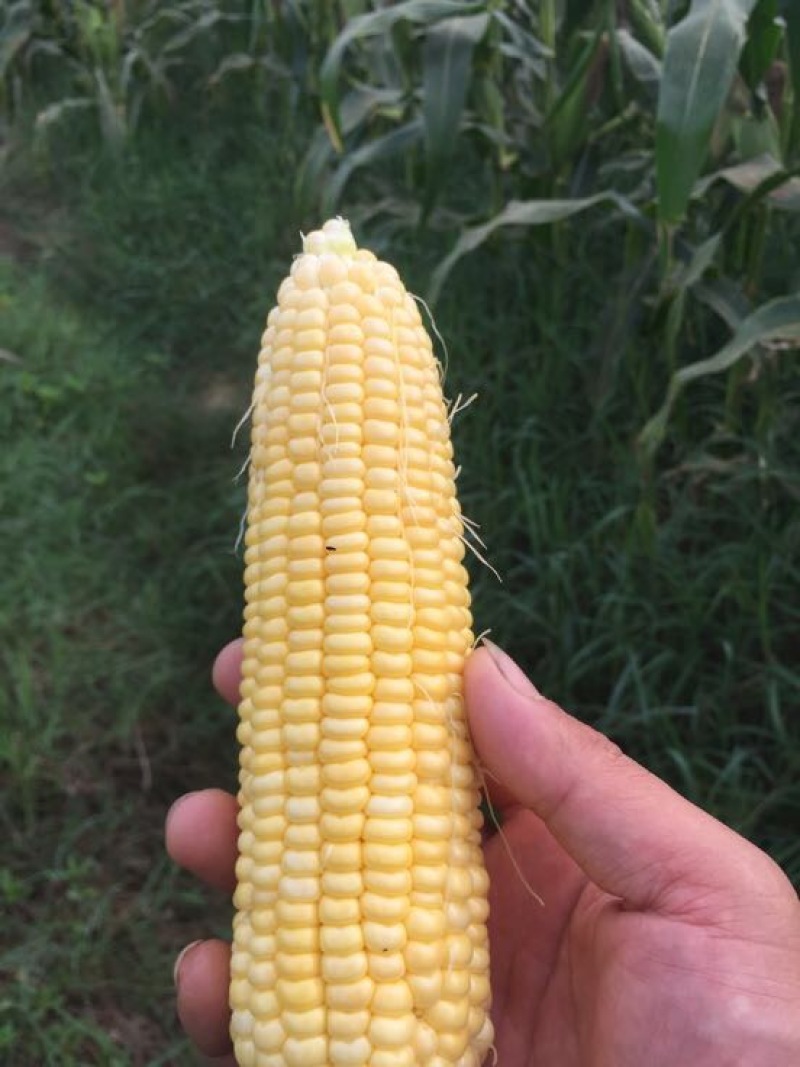 菜用玉米1%