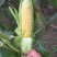 菜用玉米1%