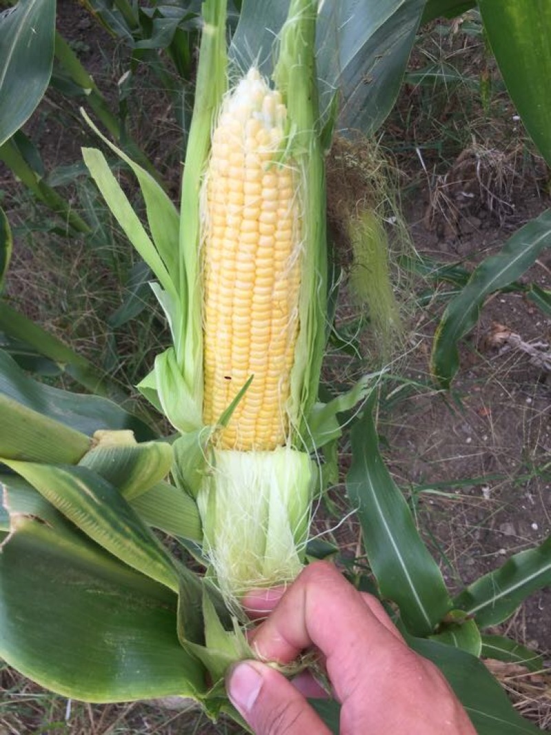菜用玉米1%