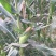 菜用玉米1%