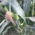 菜用玉米1%