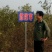 沧州大枣苗80~110cm