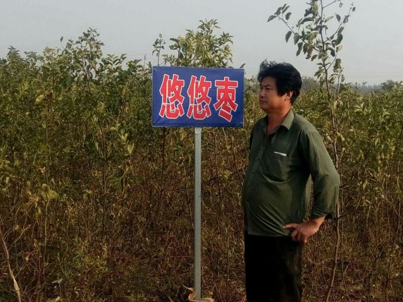 沧州大枣苗80~110cm