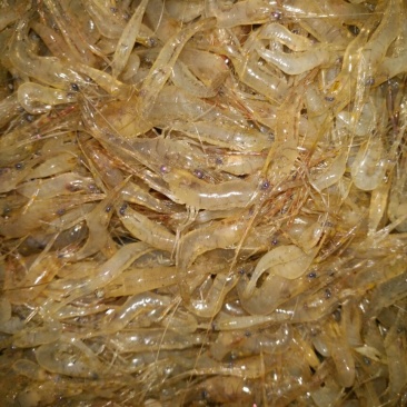 河虾冰鲜虾8只/kg以下
