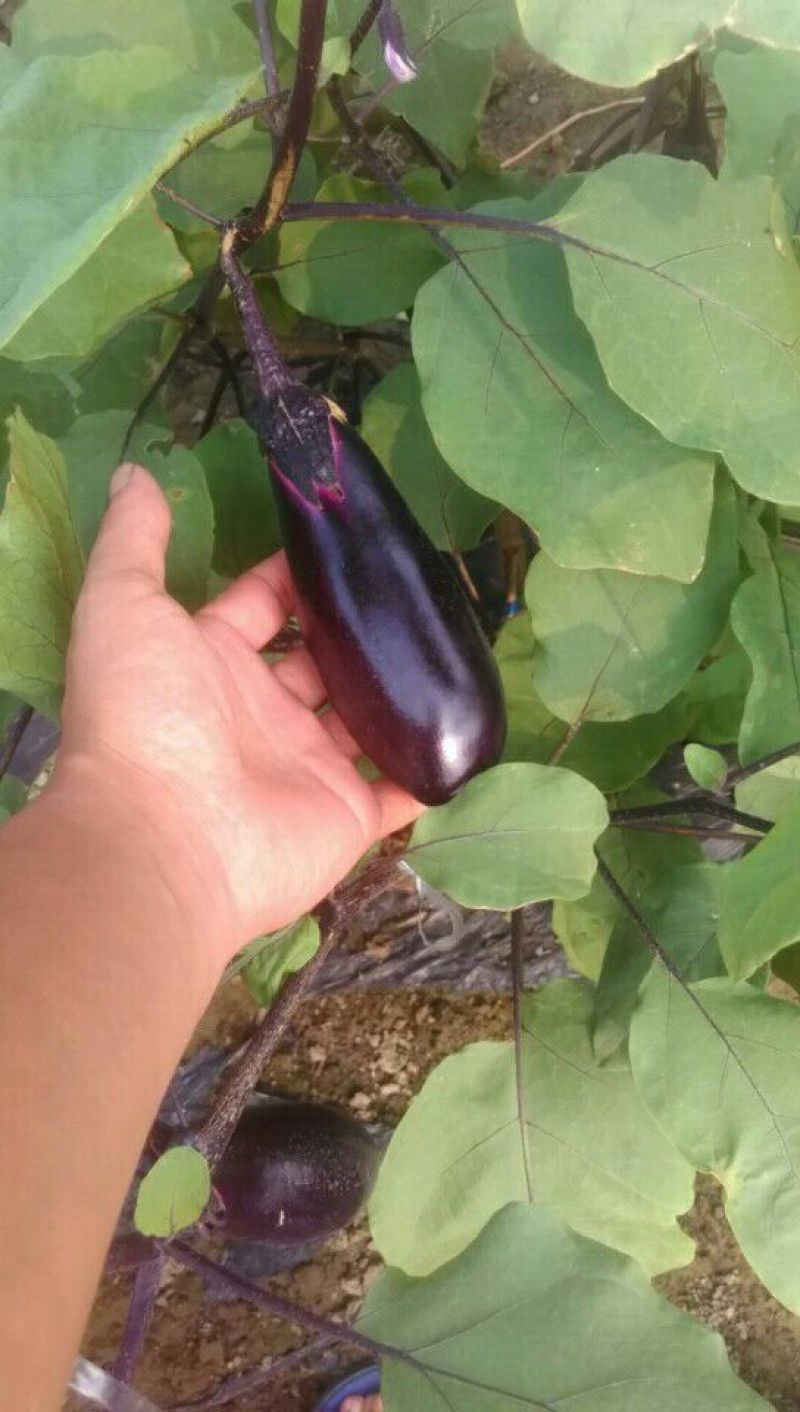 千两二号茄子进口种子基地直供工厂量大规格供应