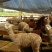 羊驼80~110斤