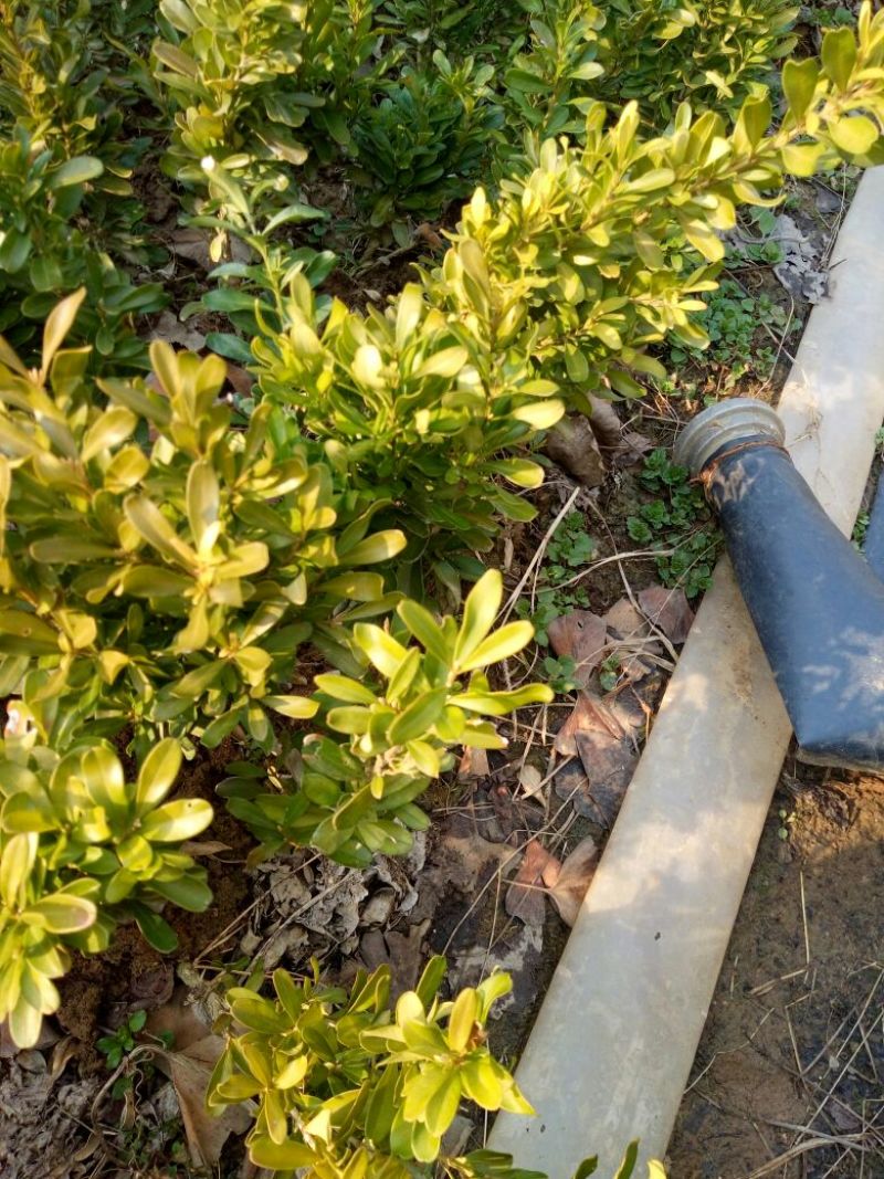 雀舌黄杨苗20~30cm