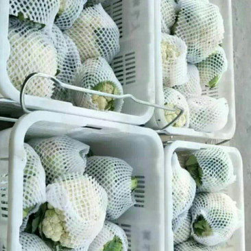 菜花