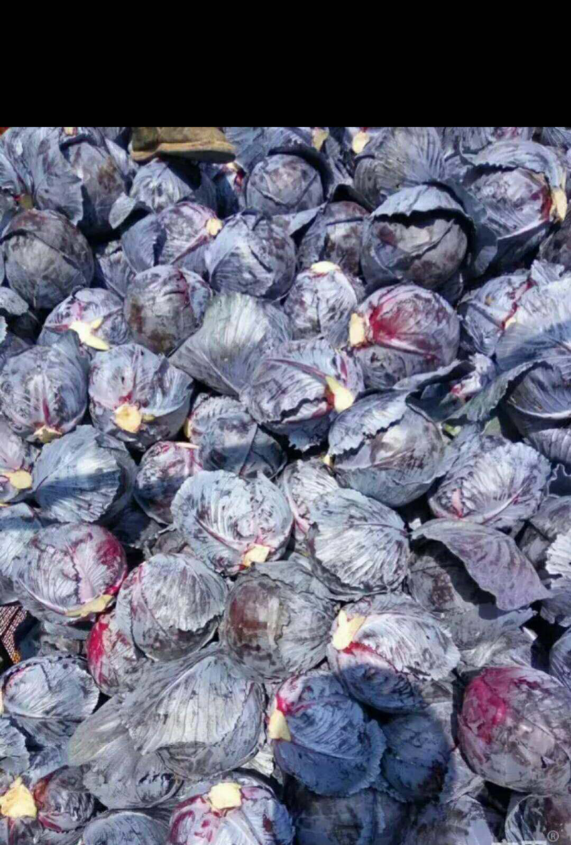 精品紫甘蓝