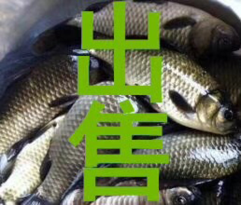 鲫鱼出售