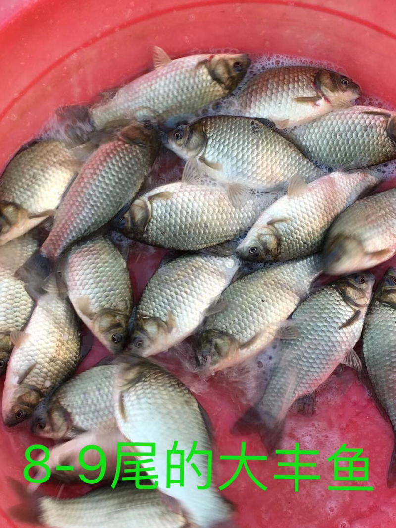 鲫鱼出售
