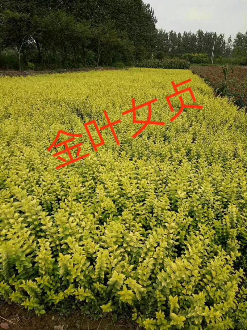 金叶女贞