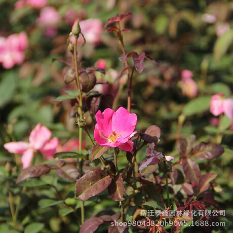 丰花月季苗10cm以下