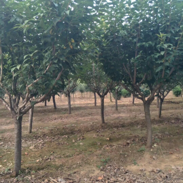 日本樱花