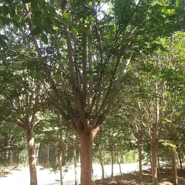紫薇百日红