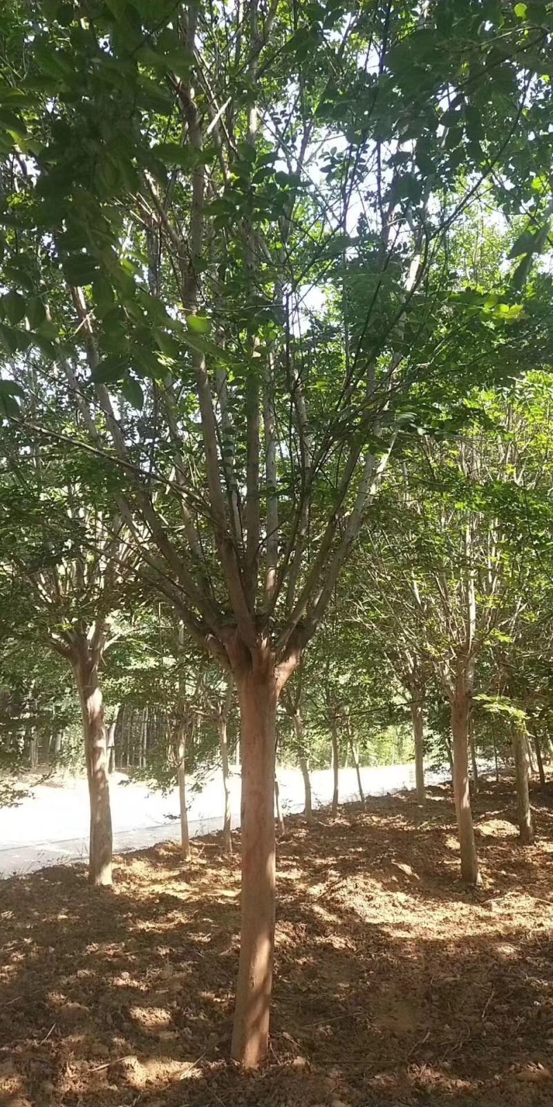 紫薇百日红
