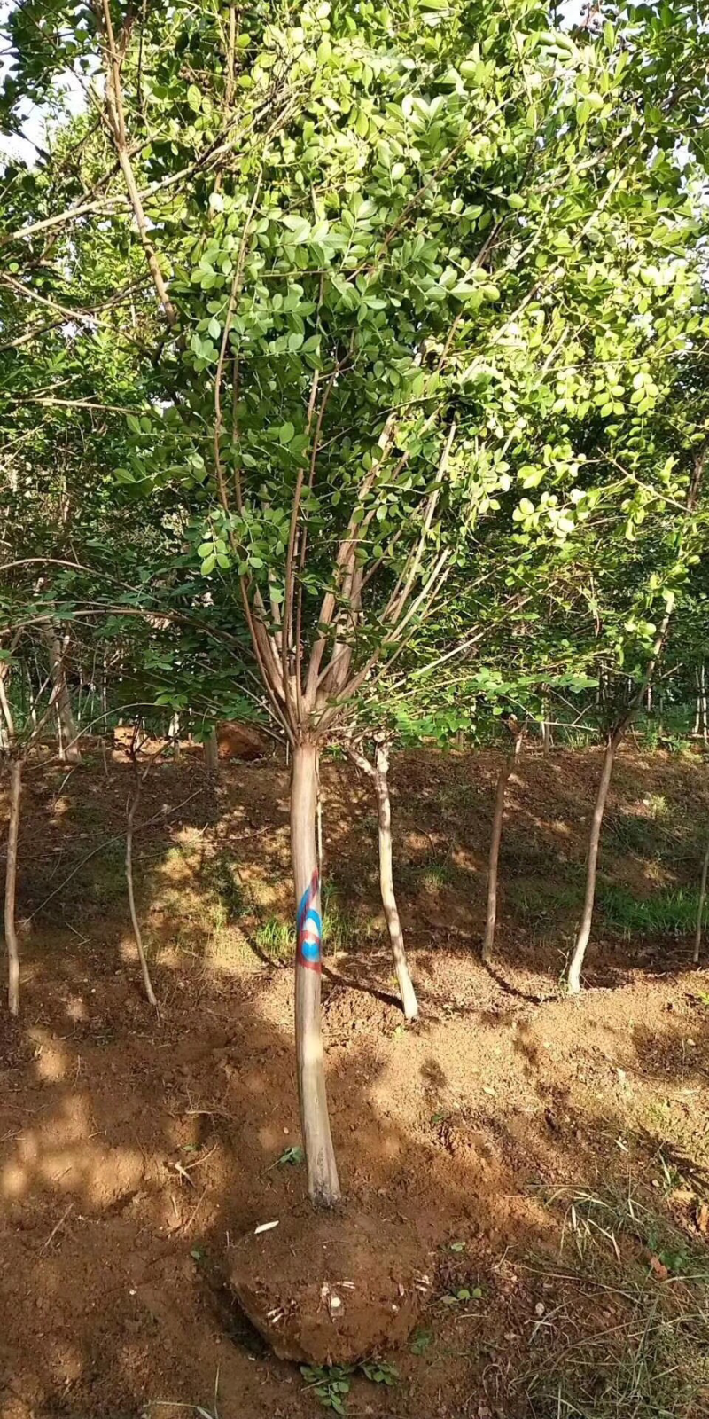 紫薇百日红