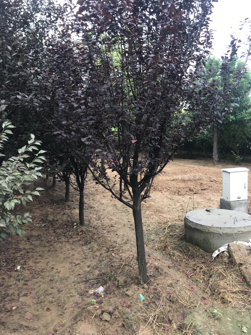 紫叶李红叶李