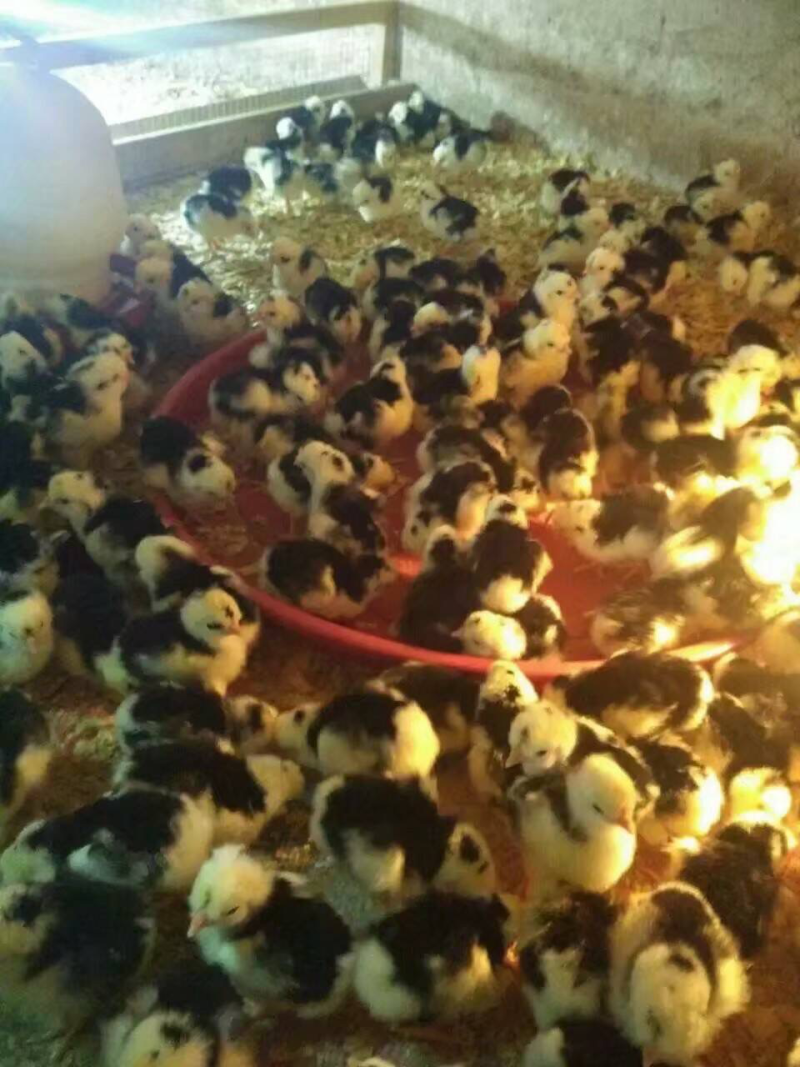 贵妃鸡苗（大量出售）量多优惠