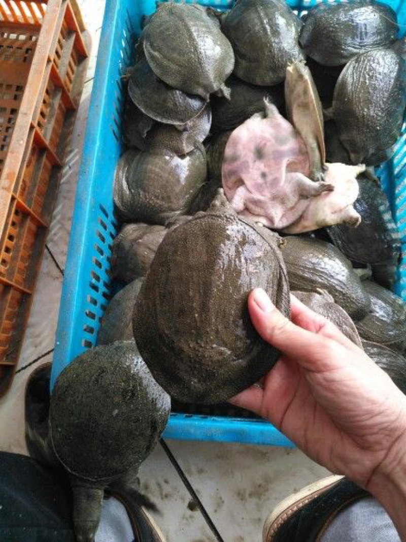甲鱼苗6两－8两23元一只20只起包邮