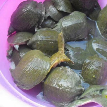 甲鱼苗6两－8两23元一只20只起包邮