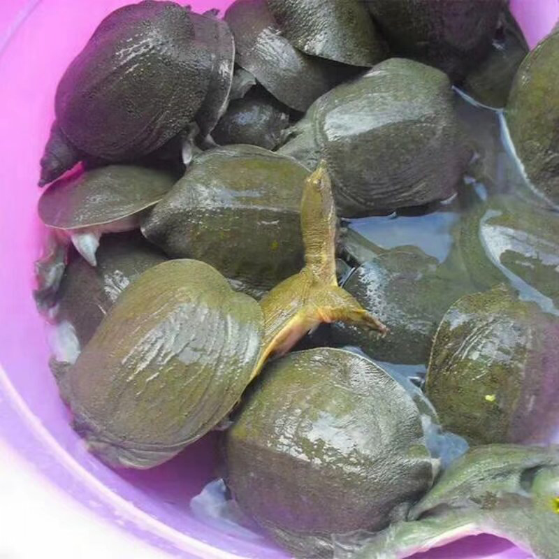 甲鱼苗6两－8两23元一只20只起包邮