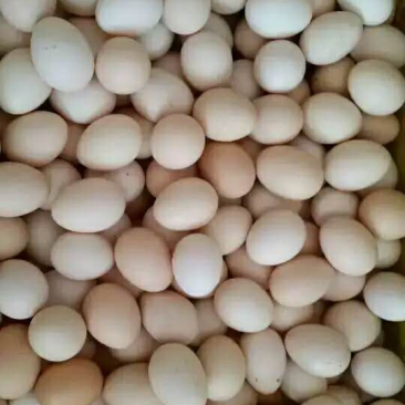 鸡蛋，初生蛋🥚