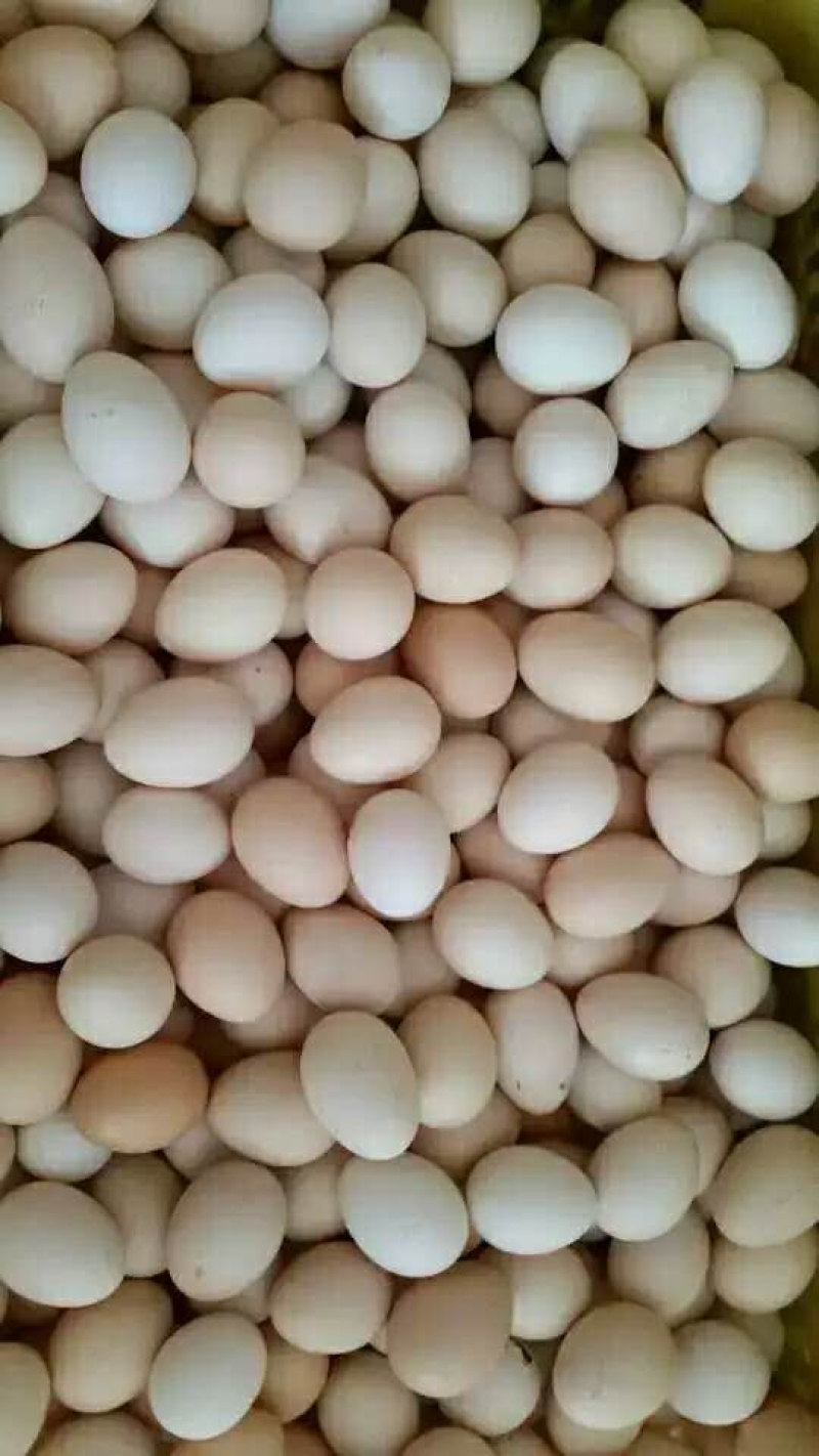 鸡蛋，初生蛋🥚