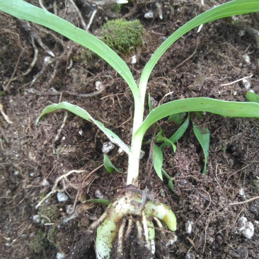 白芨苗