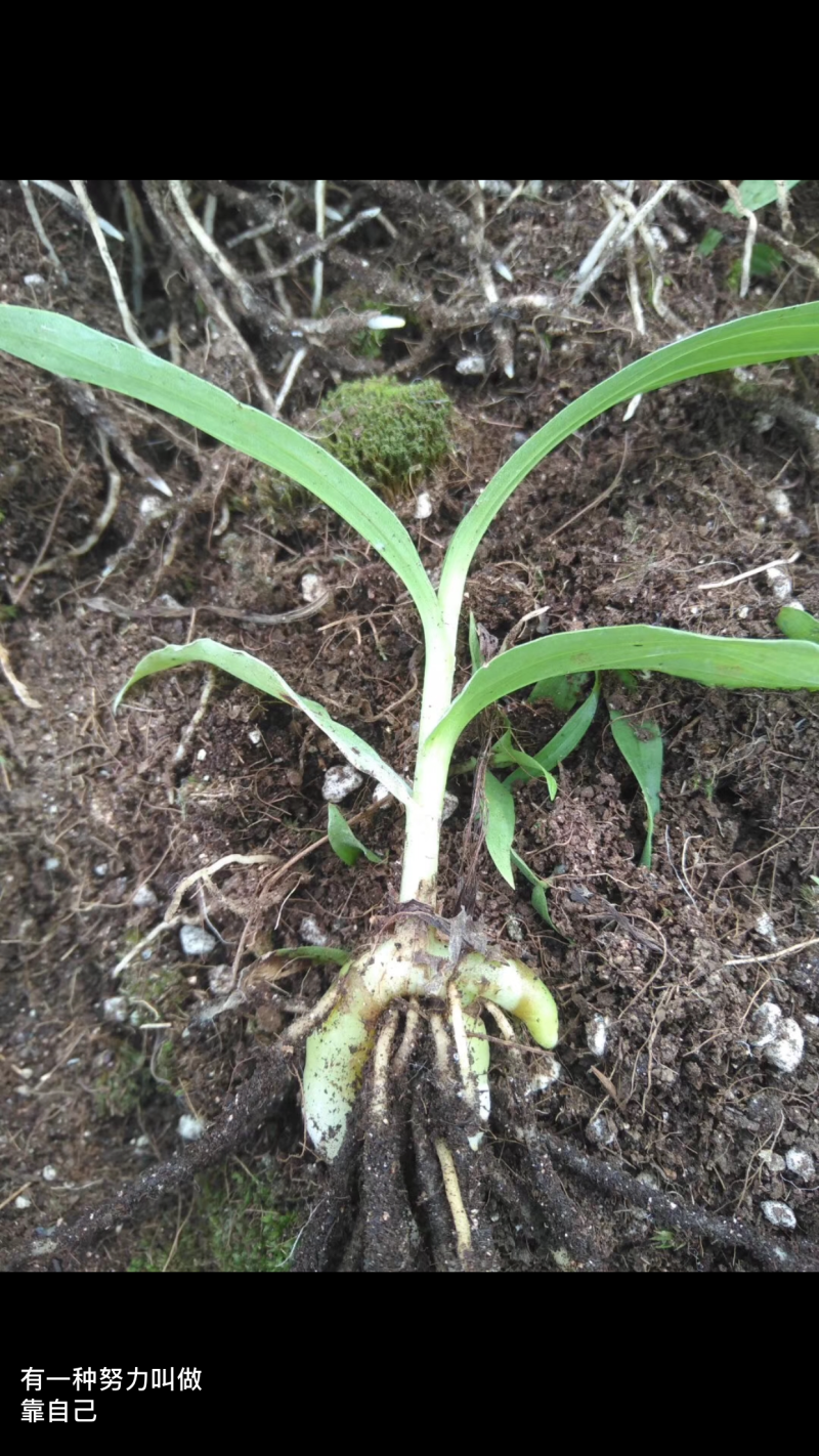 白芨苗