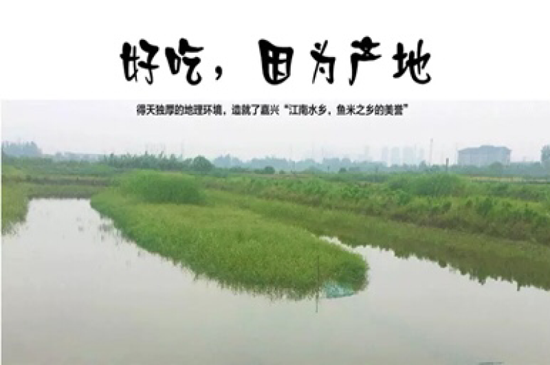 生态养殖甲鱼2斤以上105元/只包邮