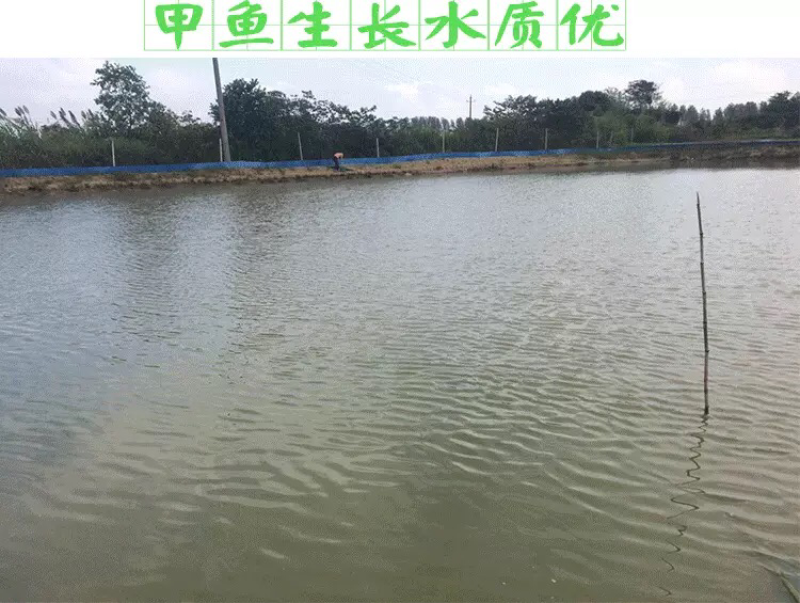 生态养殖甲鱼2斤以上105元/只包邮