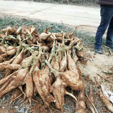 大量石木冲粉葛准备上市***********