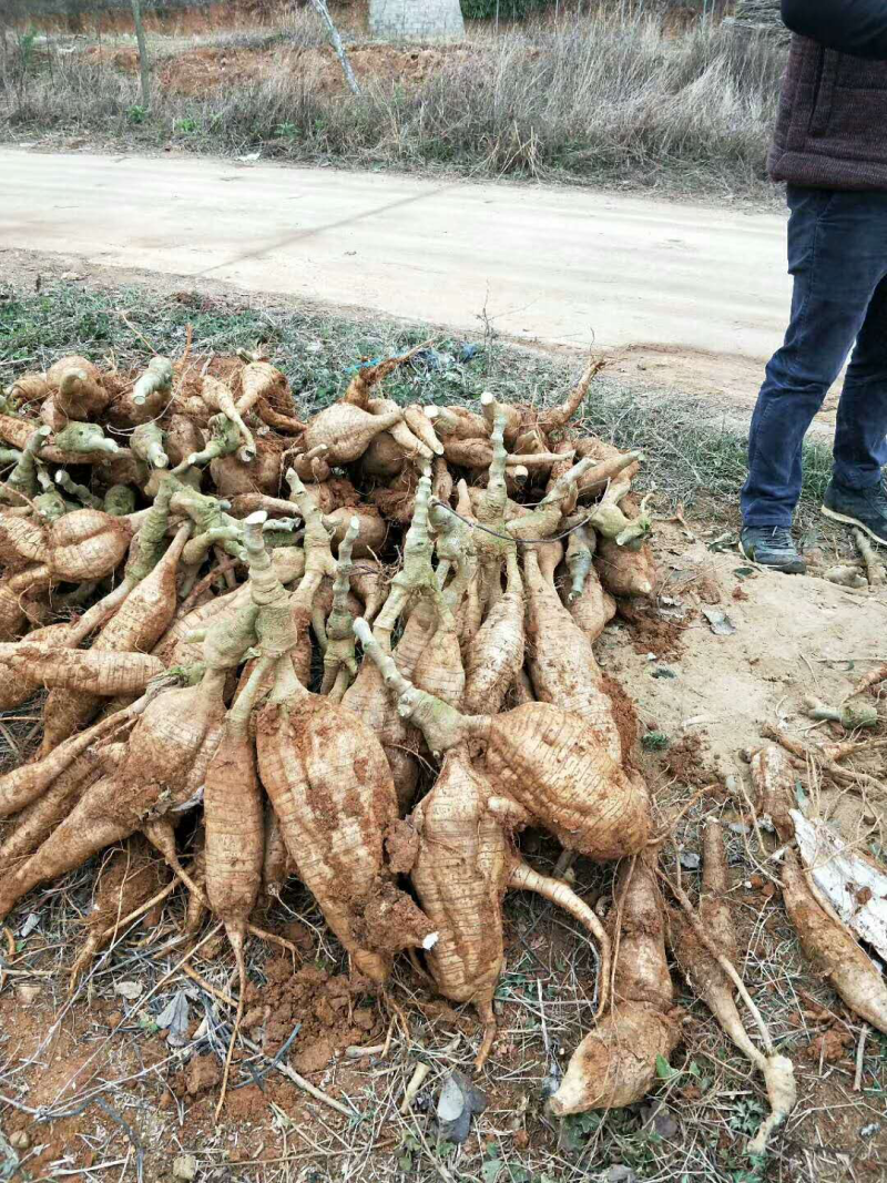 大量石木冲粉葛准备上市***********