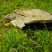生态养殖甲鱼2.5斤136元/只包邮