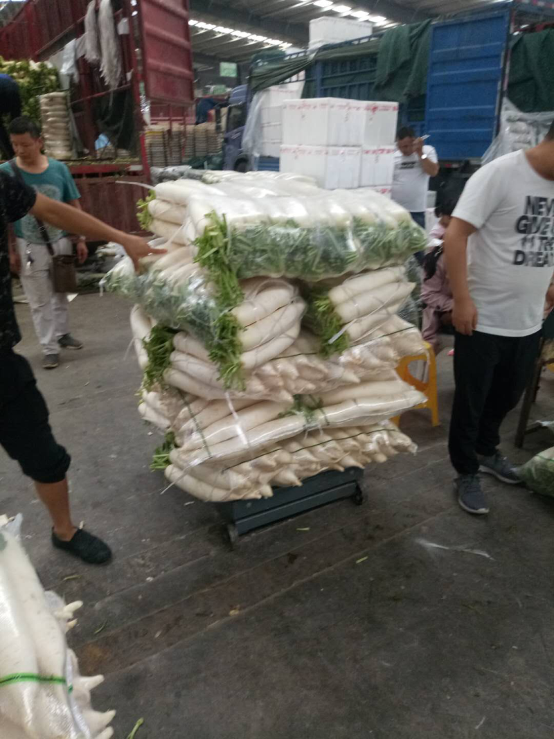 白萝卜，1.5到2斤，根据要求打包打冷发货，诚信合作共赢