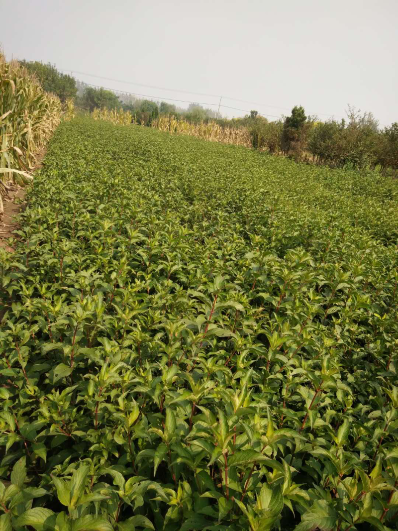 红叶石楠