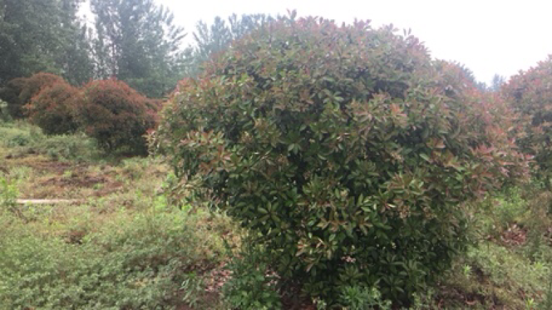 红叶石楠
