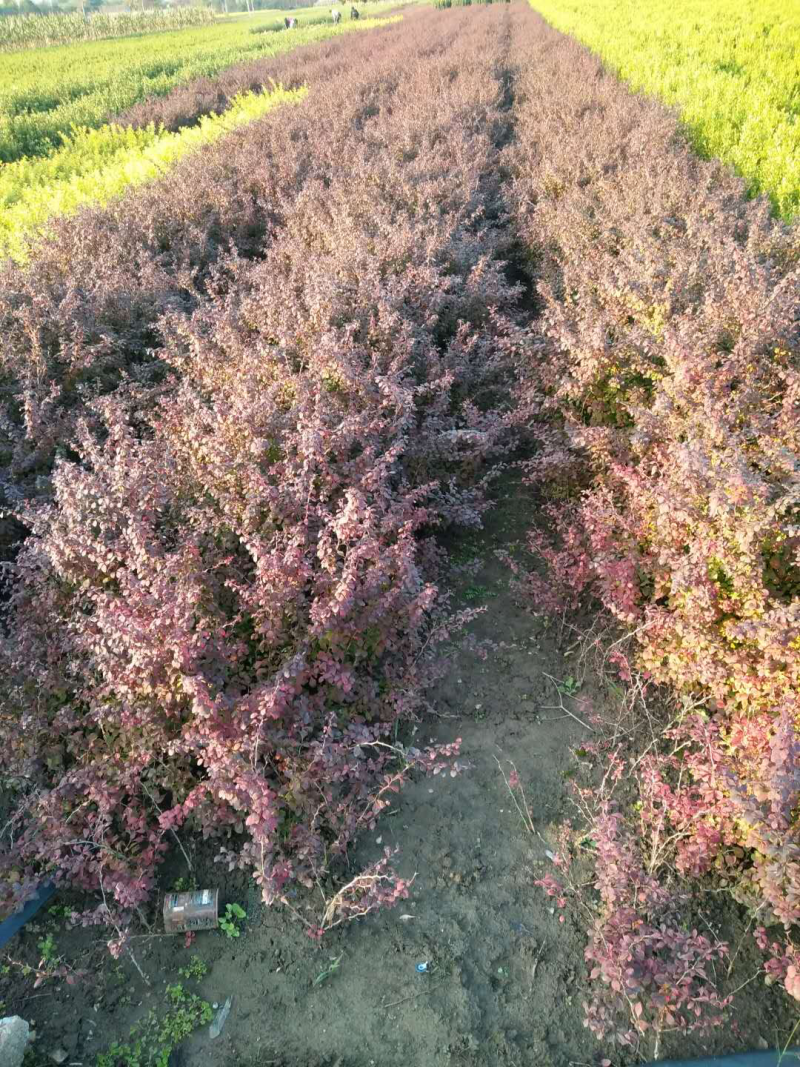 红叶石楠