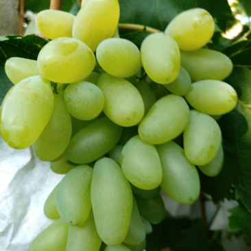 金手指葡萄🍇t