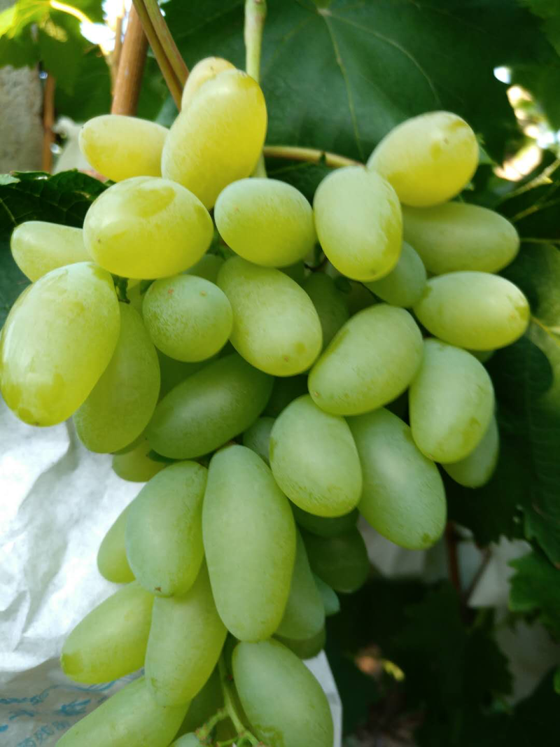金手指葡萄🍇t
