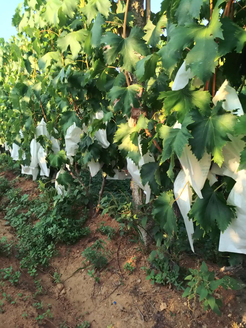 金手指葡萄🍇t