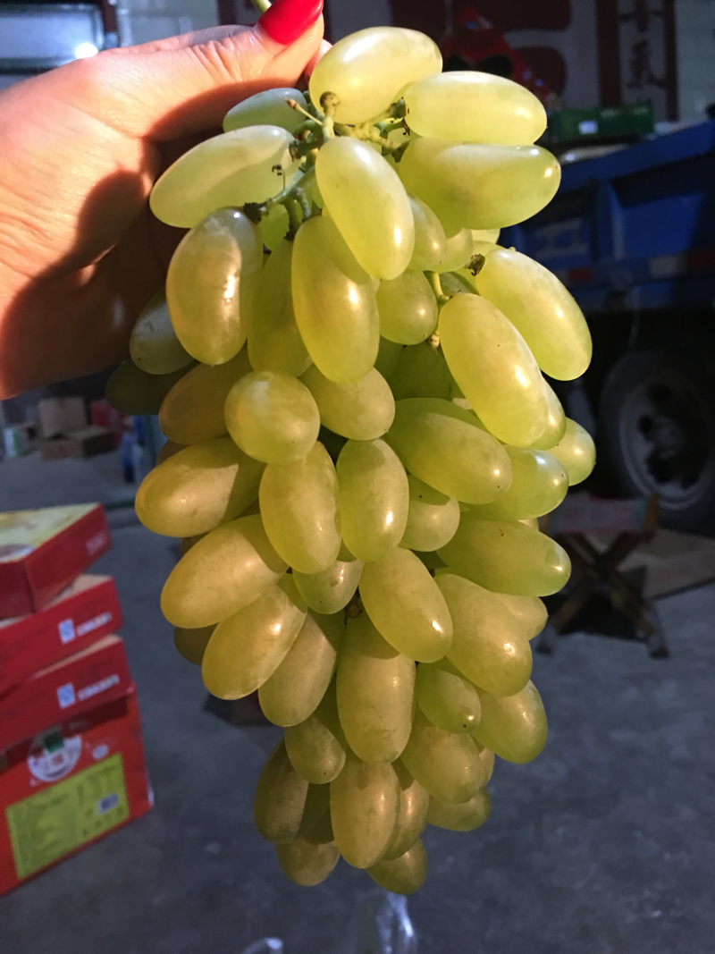 金手指葡萄🍇t
