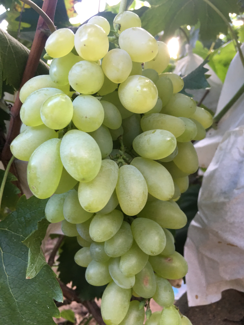 金手指葡萄🍇t